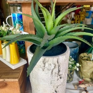 Grand Illusions Aloe Plant in Pot