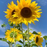 Sunflower Gift Card