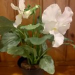 Grand Illusions Pansy in Pot, White