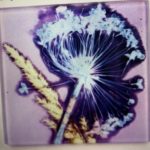 GILLIAN ARNOLD – ‘Lilac Allium’ Coaster